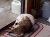 [cats1.jpg]