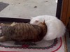 [cats2.jpg]