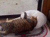 [cats3.jpg]