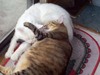 [cats4.jpg]