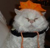 [Merlin_Halloween2.jpg]
