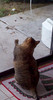 [tabby.jpg]
