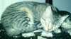 [tabby1.jpg]