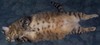 [tabby1a.jpg]