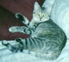 [tabby2.jpg]