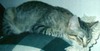 [tabby3.jpg]