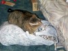 [tabby4.jpg]