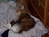 [tabby5.jpg]