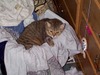 [tabby6.jpg]