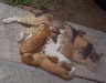 [cats03.jpg]