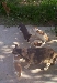[cats04.jpg]