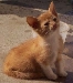 [kitten5.jpg]