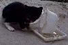 [kitten7.jpg]