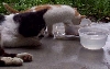 [kitten8.jpg]