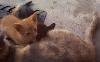 [kittens4.jpg]