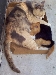 [kittens6.jpg]