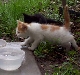 [kittens7.jpg]