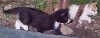 [kittens8.jpg]