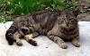 [kitty1.jpg]